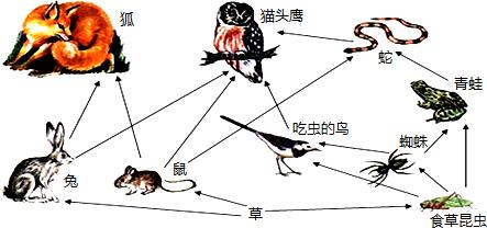 生態(tài)系統的能量流動(dòng)——食物網(wǎng)結構理論