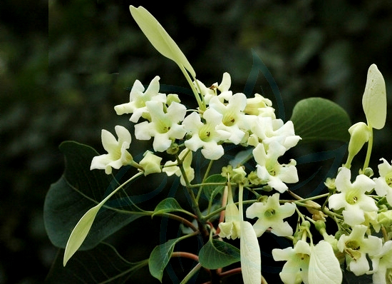 香果樹(shù)