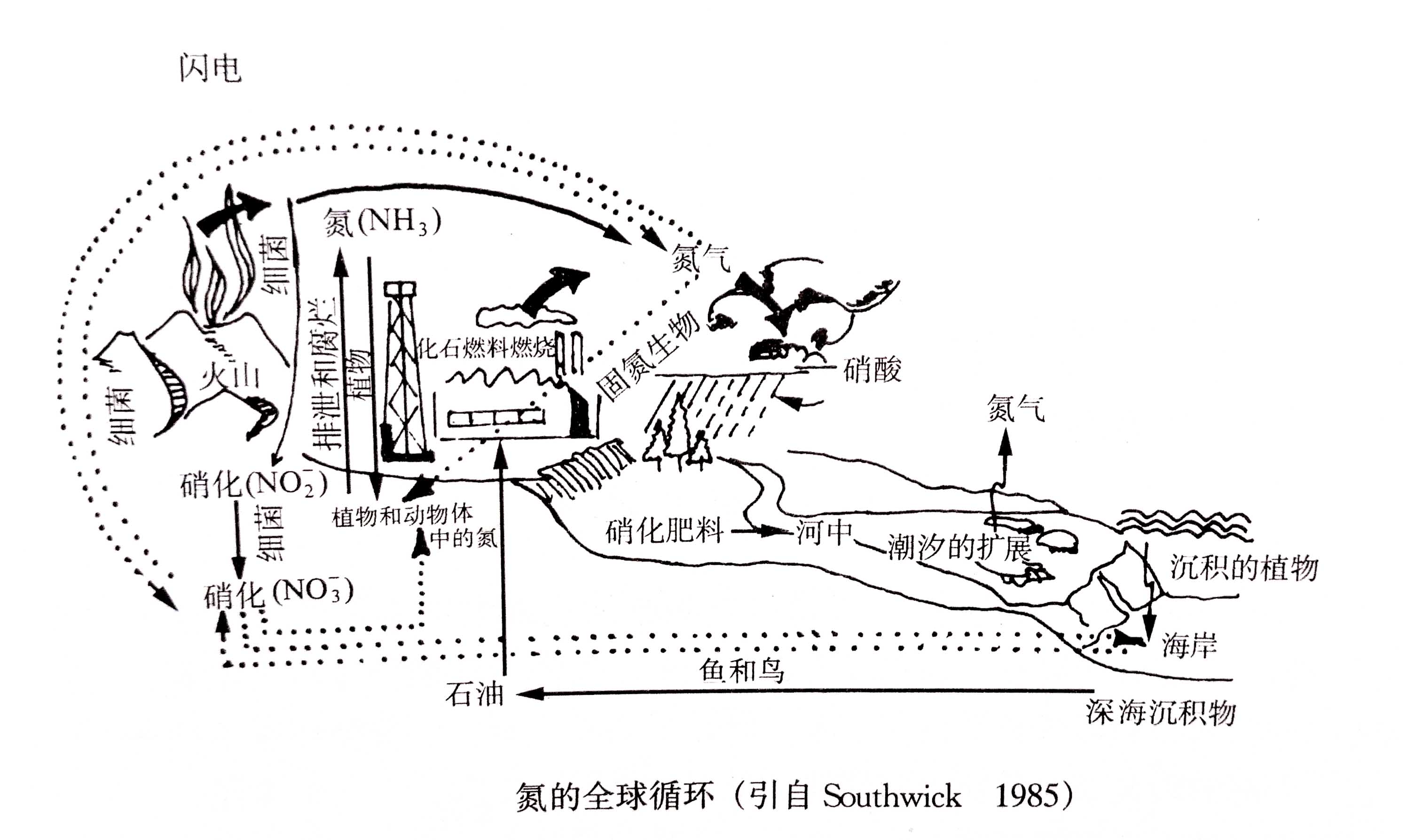 生態(tài)系統的物質(zhì)循環(huán)——氮、磷、硫循環(huán)