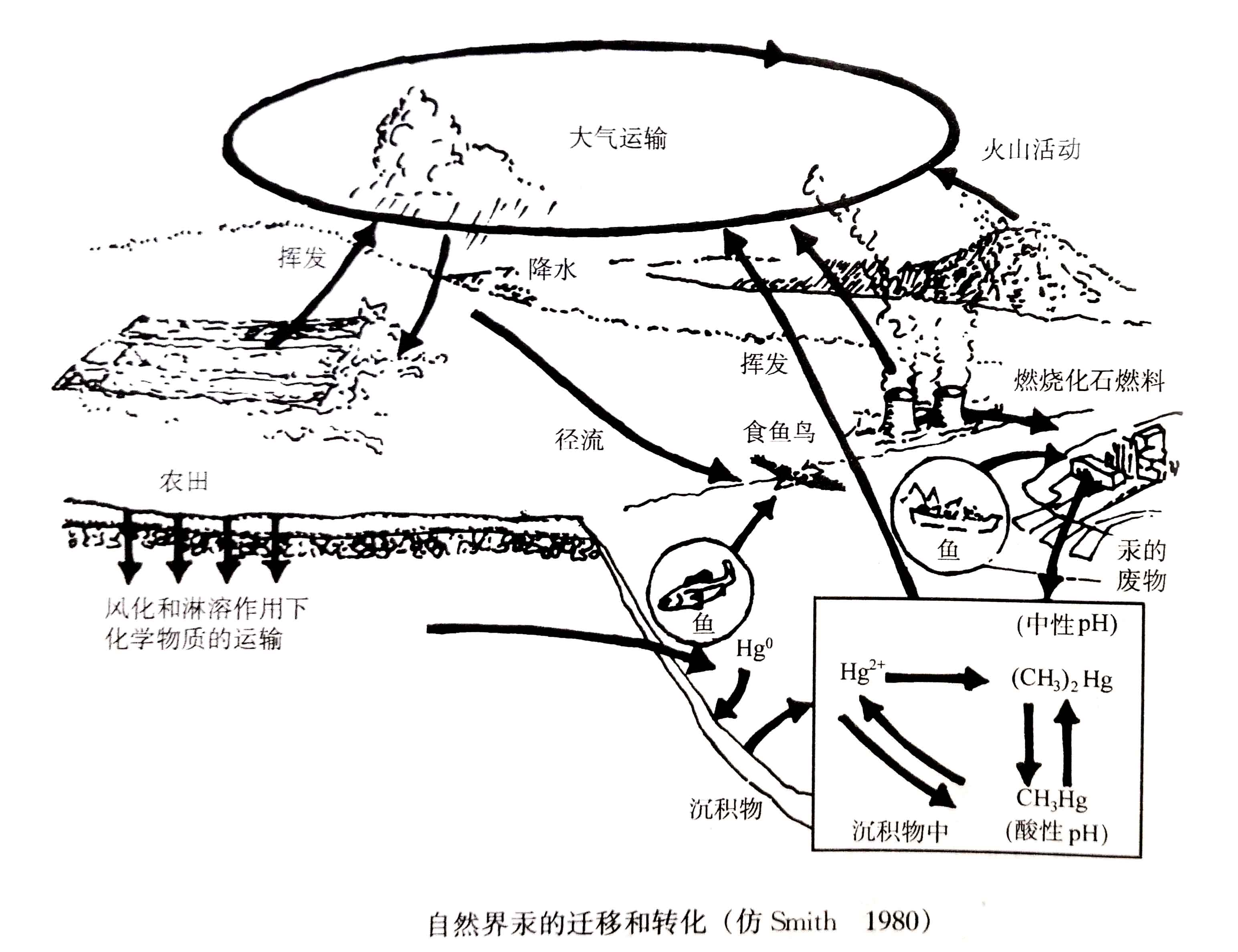 生態(tài)系統的物質(zhì)循環(huán)——有毒物質(zhì)的遷移和轉化