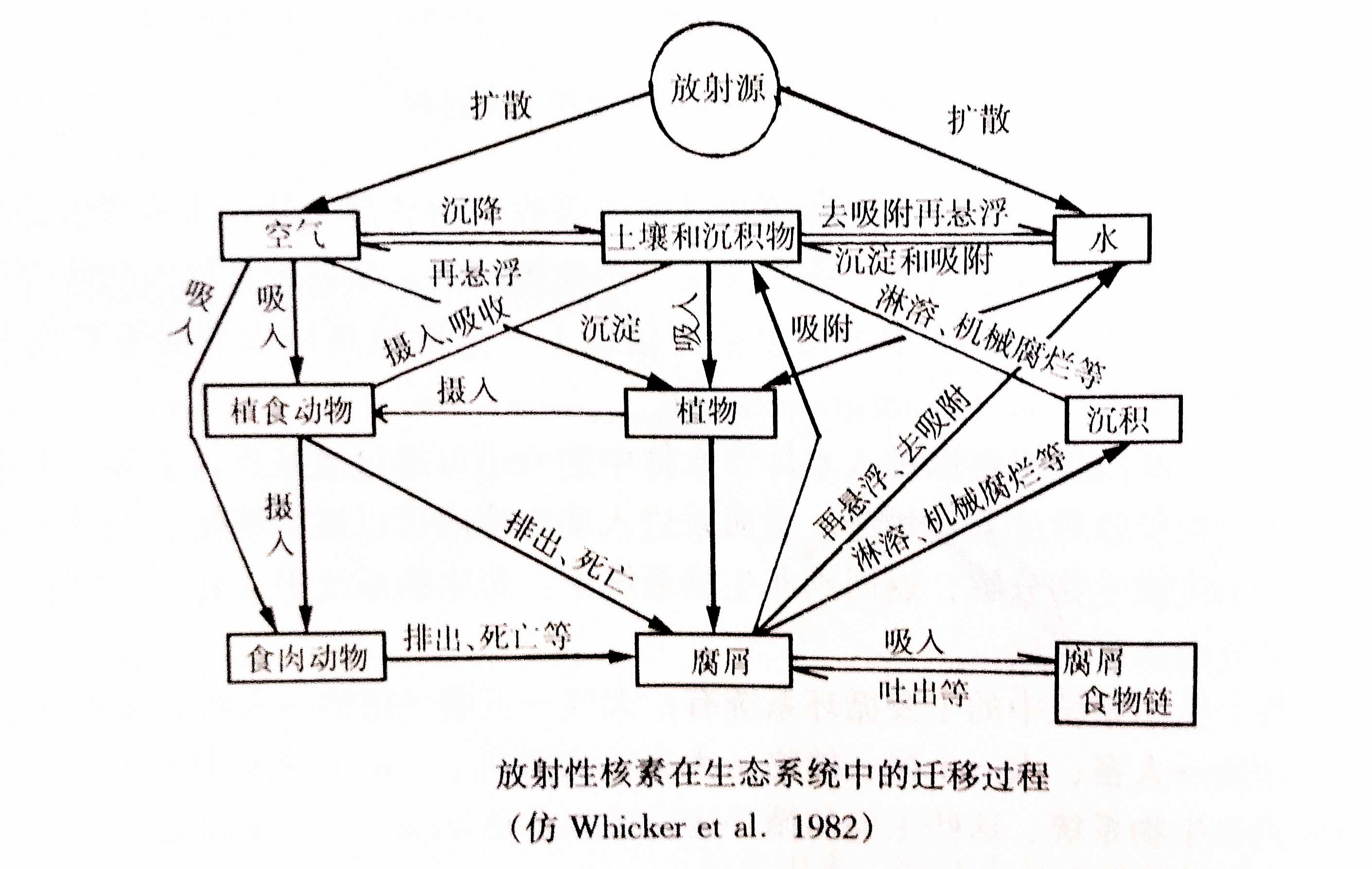 生態(tài)系統的物質(zhì)循環(huán)——放射性核素循環(huán)