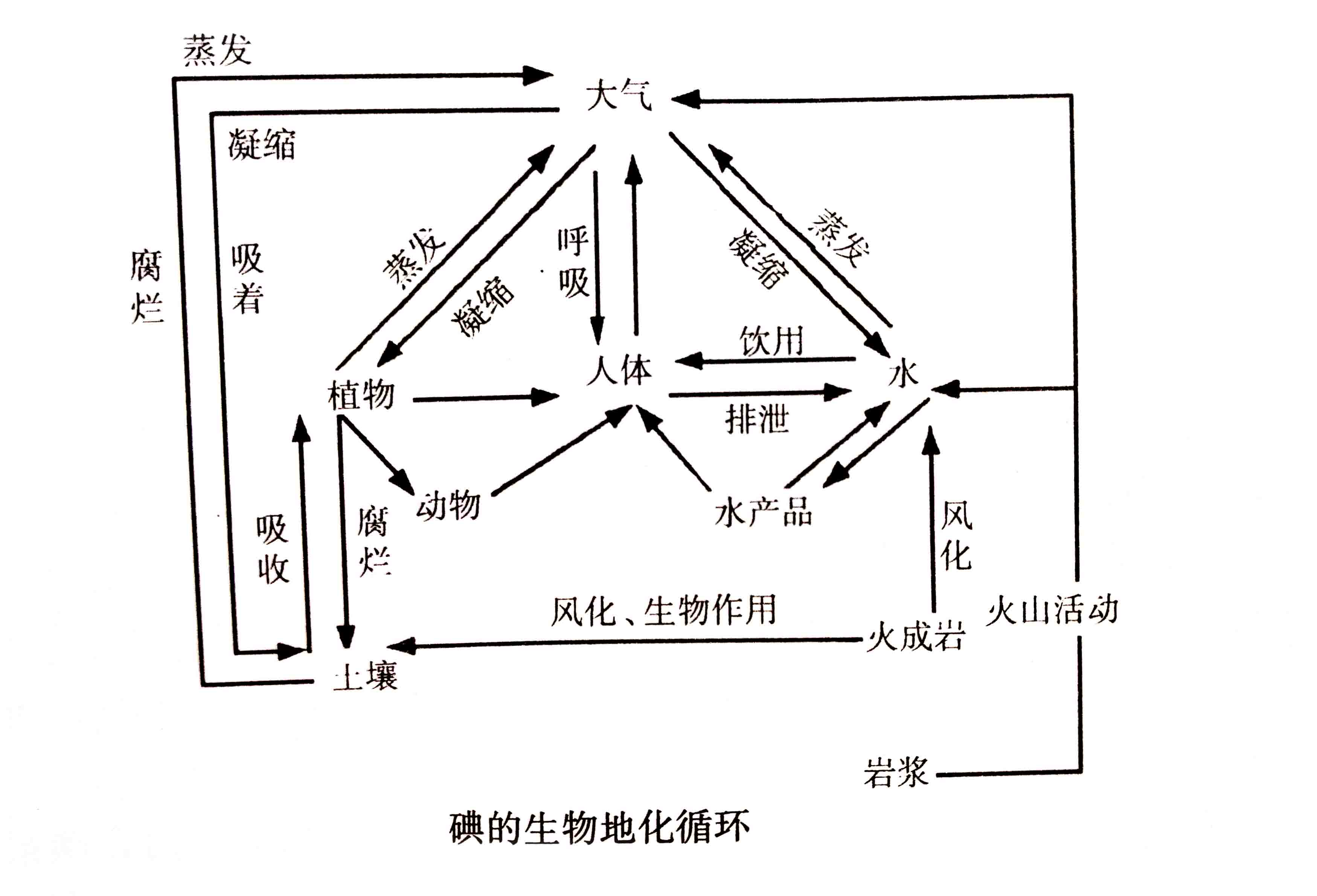 生態(tài)系統的物質(zhì)循環(huán)——生物地化循環(huán)與人體健康