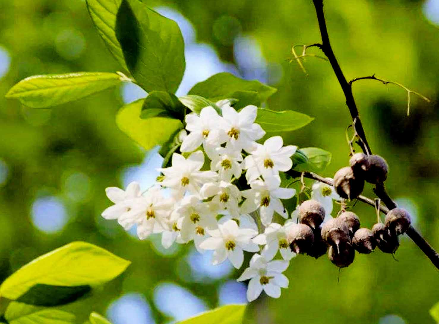 秤錘樹(shù)