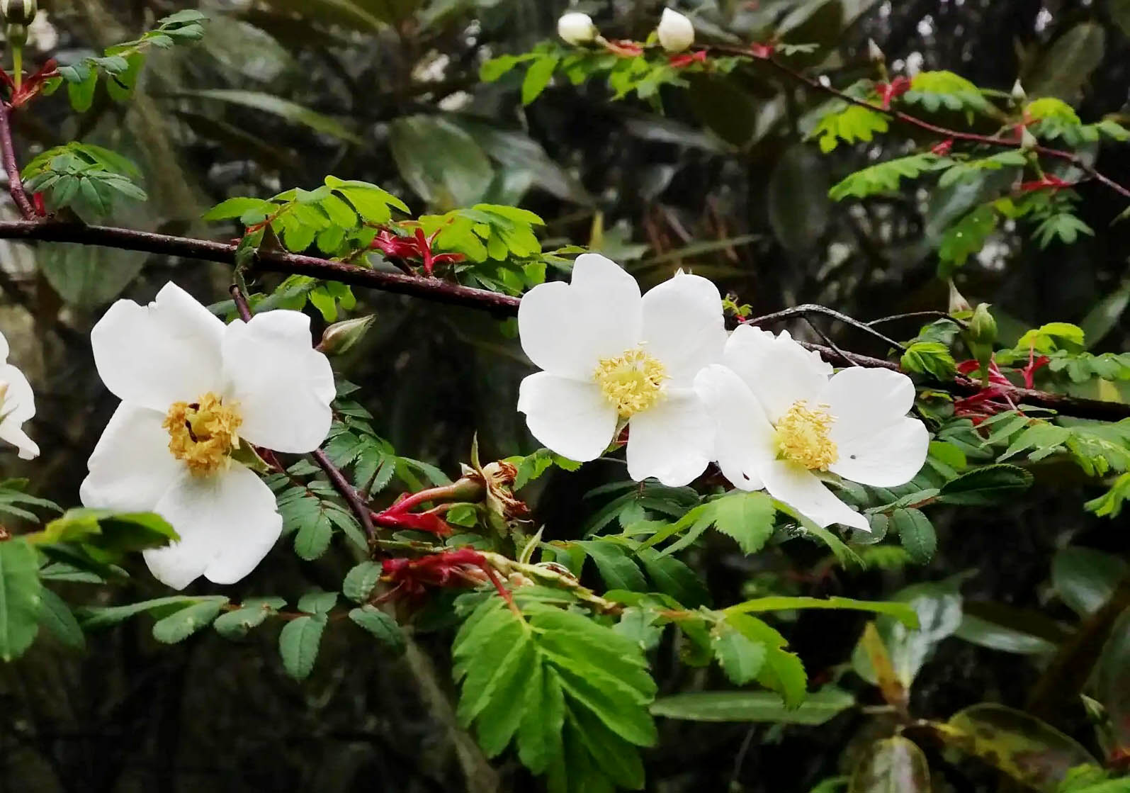 峨眉薔薇